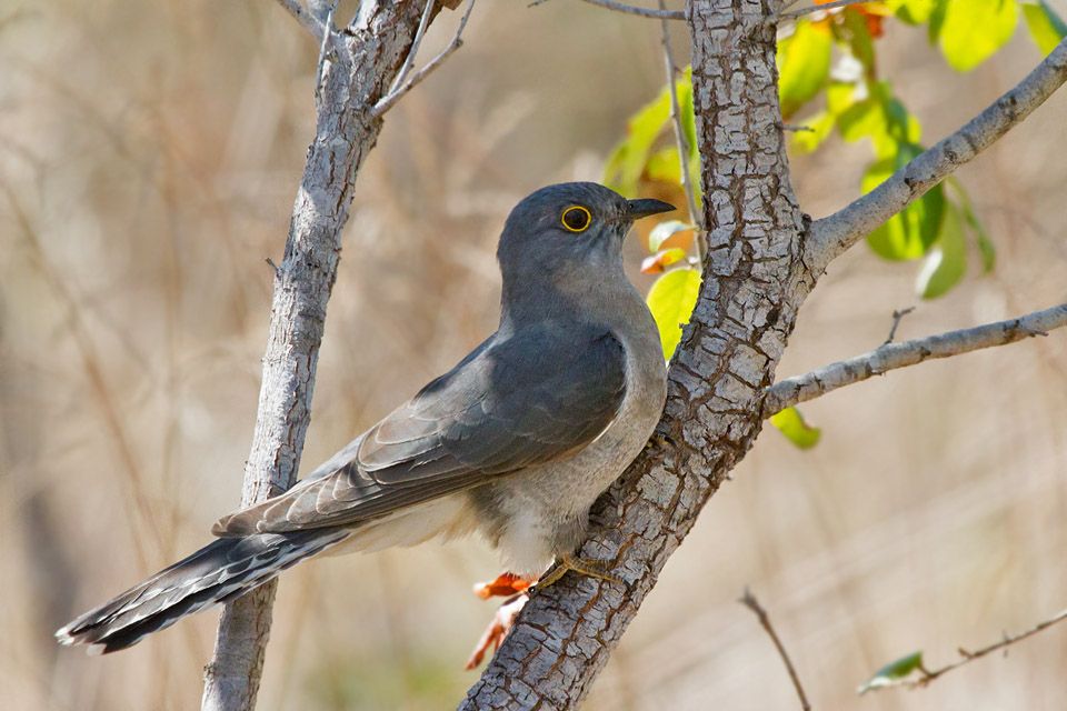 Fan-tailed Cuckoo (Cacomantis flabelliformis)